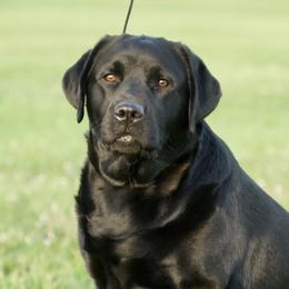 Labrador Retriever All Grown Up from McCabe Creek Labradors