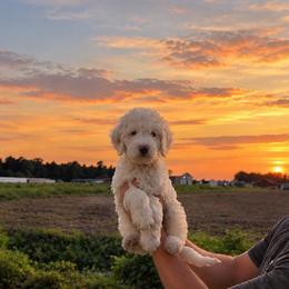 Tucker - Cream male Goldendoodle puppy in Farmville, North Carolina from The Farmers Doodle