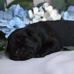 Flynn - Black male Giant Schnauzer puppy in Bessemer, Alabama from The Copper Cottage Canines LLC