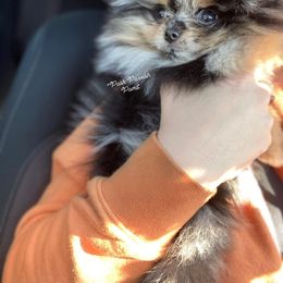 Pomeranian Puppies from Parrish Pomeranians