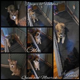 Chloe - Gray and white female Siberian Husky puppy in Bloomfield, Indiana from Paiges lil huskies