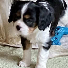 Cally - Tri-color Cavalier King Charles Spaniel puppy in Toledo, Ohio from Hopewell Cavaliers