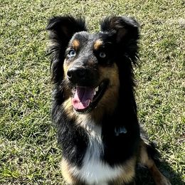 Levi - Australian Shepherd