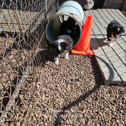 Lucy - Black tri female Miniature Australian Shepherd puppy in Snowflake, Arizona from Halfpint Aussies