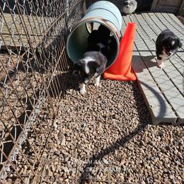 Lucy - Black tri female Miniature Australian Shepherd puppy in Snowflake, Arizona from Halfpint Aussies