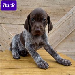 Buck - Liver roan male German Shorthaired Pointer puppy in Elberta, Alabama from Old Orchard Farm