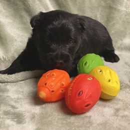 Scottish Terrier Puppies from Starlight Scotties