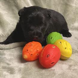 Scottish Terrier Puppies from Starlight Scotties