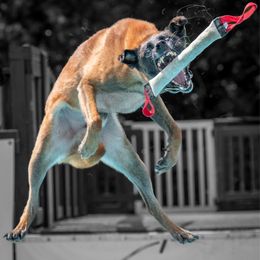 Aegon - Belgian Malinois