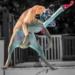 Aegon - Belgian Malinois
