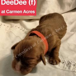 AKC DeeDee - Ruby female Cavalier King Charles Spaniel puppy in Moscow Mills, Missouri from Cavaliers King Charles Spaniels at Carmen Acres Farm