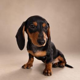 Chester - Black and tan male Dachshund puppy in Illinois from William Rotsaert