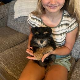 Striker - Black and silver male Miniature Schnauzer puppy in Grayson, Kentucky from Seventh Heaven Schnauzers