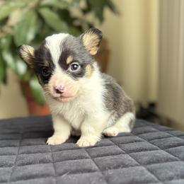 Truly - Black and tan male Pembroke Welsh Corgi puppy in Lake City, Minnesota from Lake Pepin Corgi's