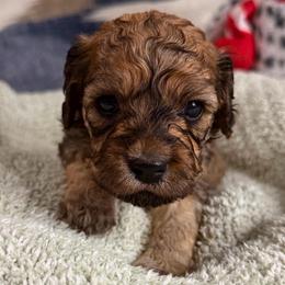 Cinnamon - Sable female Cavapoo puppy in Spokane, Washington from PJE Cavs and Poos
