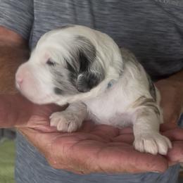 Bob - Merle male Sheepadoodle puppy in Buford, Georgia from Guppy Puppies