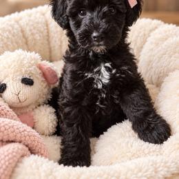 Ginger - Black and white male Bernedoodle puppy in Saint Francis, Kansas from Land of Oz Doodles