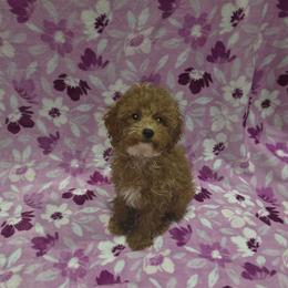 Mya - Red female Cavapoo puppy in Copan, Oklahoma from Lebel Cavapoos