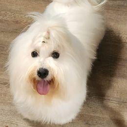 Cotons de Tulear from H❤️PE COTONS