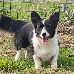 Pearl - Cardigan Welsh Corgi