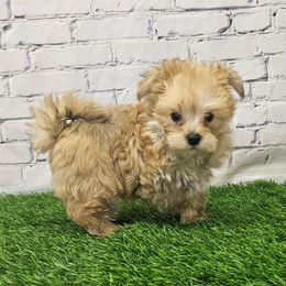 Memphis - Gold male Morkie puppy in Monticello, Iowa from Ashley’s Puppies