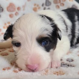 Mimo Lella - Blue merle male Toy Australian Shepherd puppy in Laconia, Indiana from Beasley Acres Aussies