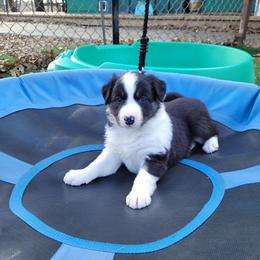 Clover - Tri-color female Border Collie puppy in Morgan, Texas from Shooting Star Ranch
