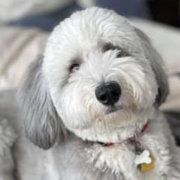 Goldendoodles, Poodles, and Sheepadoodles from Brewer's Goldendoodles & Sheepadoodles