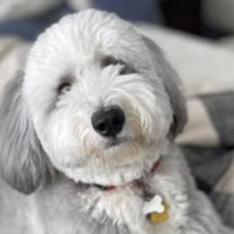 Goldendoodles, Poodles, and Sheepadoodles from Brewer's Goldendoodles & Sheepadoodles