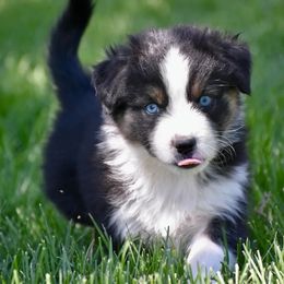 Fisher- Orange collar - Black tri-color male Australian Shepherd puppy in Prineville, Oregon from KC’s Aussies