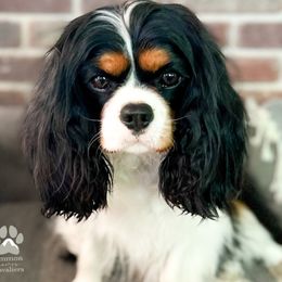 Solo - Cavalier King Charles Spaniel