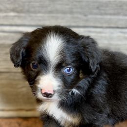 Toy Australian Shepherd Puppies from Roses Halfpint Ranch