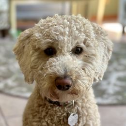 Ziva - Goldendoodle