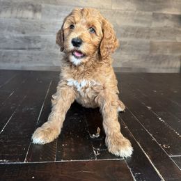 Amber - Red  female Goldendoodle puppy in Milan, Tennessee from Twin Oak Goldendoodles