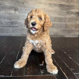 Amber - Red  female Goldendoodle puppy in Milan, Tennessee from Twin Oak Goldendoodles