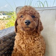 Green - Red male Irish Doodle puppy in Bloomfield, Iowa from Schooley Doodles