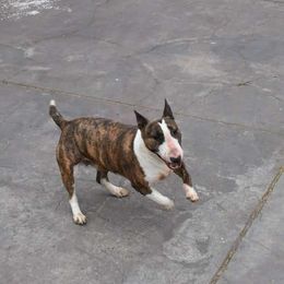 Queen - Miniature Bull Terrier