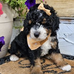 Belle - Tri-color female Bernedoodle puppy in Decatur, Georgia from So Adoodable