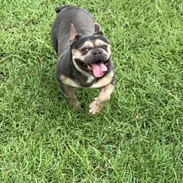 Bell - French Bulldog