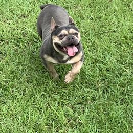 Bell - French Bulldog