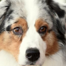 Australian Shepherds from Pine Spring Australian Shepherds