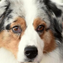 Australian Shepherds from Pine Spring Australian Shepherds