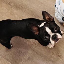 Raven - Boston Terrier