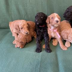 "Our girls when they were a couple weeks old" Poodle Puppies from Shab's Standard Poodle