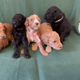 "Our girls when they were a couple weeks old" Poodle Puppies from Shab's Standard Poodle