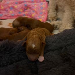 Poe - Red  male Goldendoodle puppy in Lillington, North Carolina from Peace, Love, and Puppies at the Creek