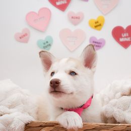 Golden Retriever, Miniature American Shepherd, and Siberian Husky Puppies from HuskiesAndGoldensWithFinesse