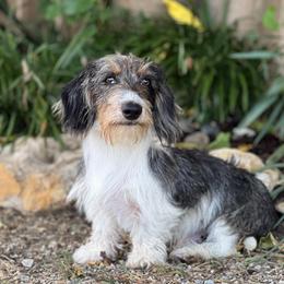 AKC wire male Boon - Dapple male Dachshund puppy in Denton County, Texas from T/K Jack Russell Terriers & Dryline Dachshunds