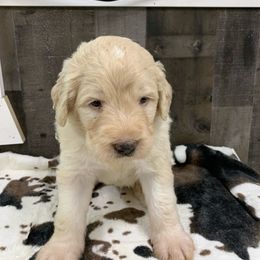 Spark F1 ICA Cream boy 1 - Cream male Pyredoodle puppy in Prescott, Washington from Washington Bernedoodles & Pyredoodles