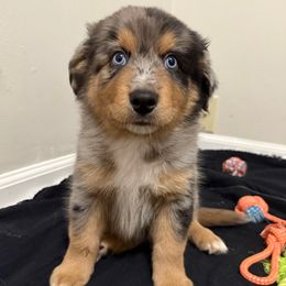 Gronk - Blue merle male Australian Shepherd puppy in East Hartford, Connecticut from CT Aussies